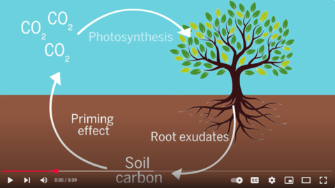 Screenshot of a diagram showing the root exudation process