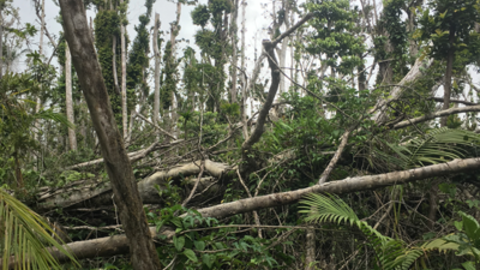Hurricane damage in Dominica
