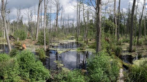 marsh_bialowieza_forest