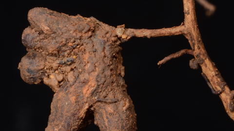 Root Nodule