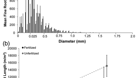 Root responses to elevated CO2