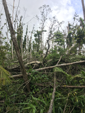 Hurricane damage in Dominica