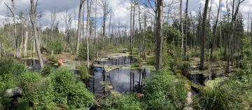 marsh_bialowieza_forest