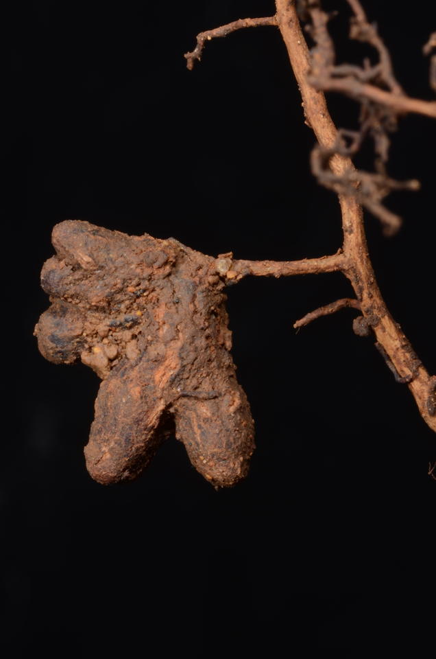 Root Nodule